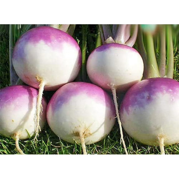 Non GMO Seeds for Sprouting,Vegetable Seeds for Planting,Microgreen Seeds Grown in The USA. Veggie Seeds for Home Garden or Microgreen Tray (Purple Top Turnip Seeds, 3g. 1000 Seeds)