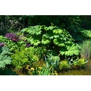 10 GUNNERA MANICATA 6 Leaves! Giant Rhubarb Dinosaur Plant Moist Shade Red Flower Seeds