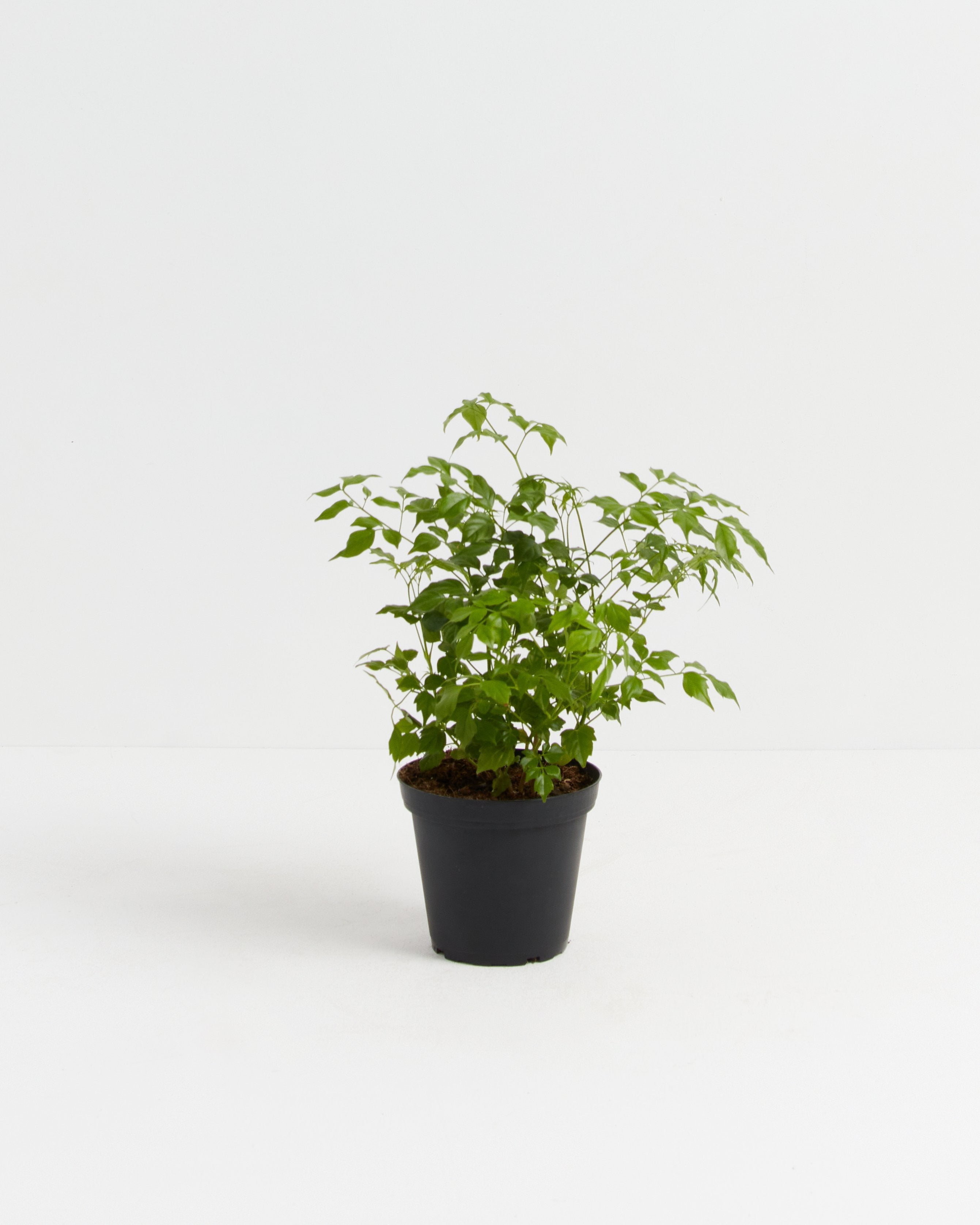 China Doll Tree House Plant