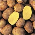 thumbnail image 4 of Yukon Gold Seed Potatoes for Planting, 2 Pound, Heirloom, High Yields Potato Seeds Gardening Indoor Outdoor, 4 of 5