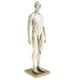 thumbnail image 5 of Figura de anatomía humana Sunnimix Modelo Masculino blanco, 5 of 8