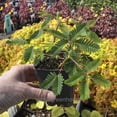 thumbnail image 6 of Mimosa Pudica, Sensitive Plant - Pot Size: 3" (2.6x3.5") - Flowers, House Plants, 6 of 10