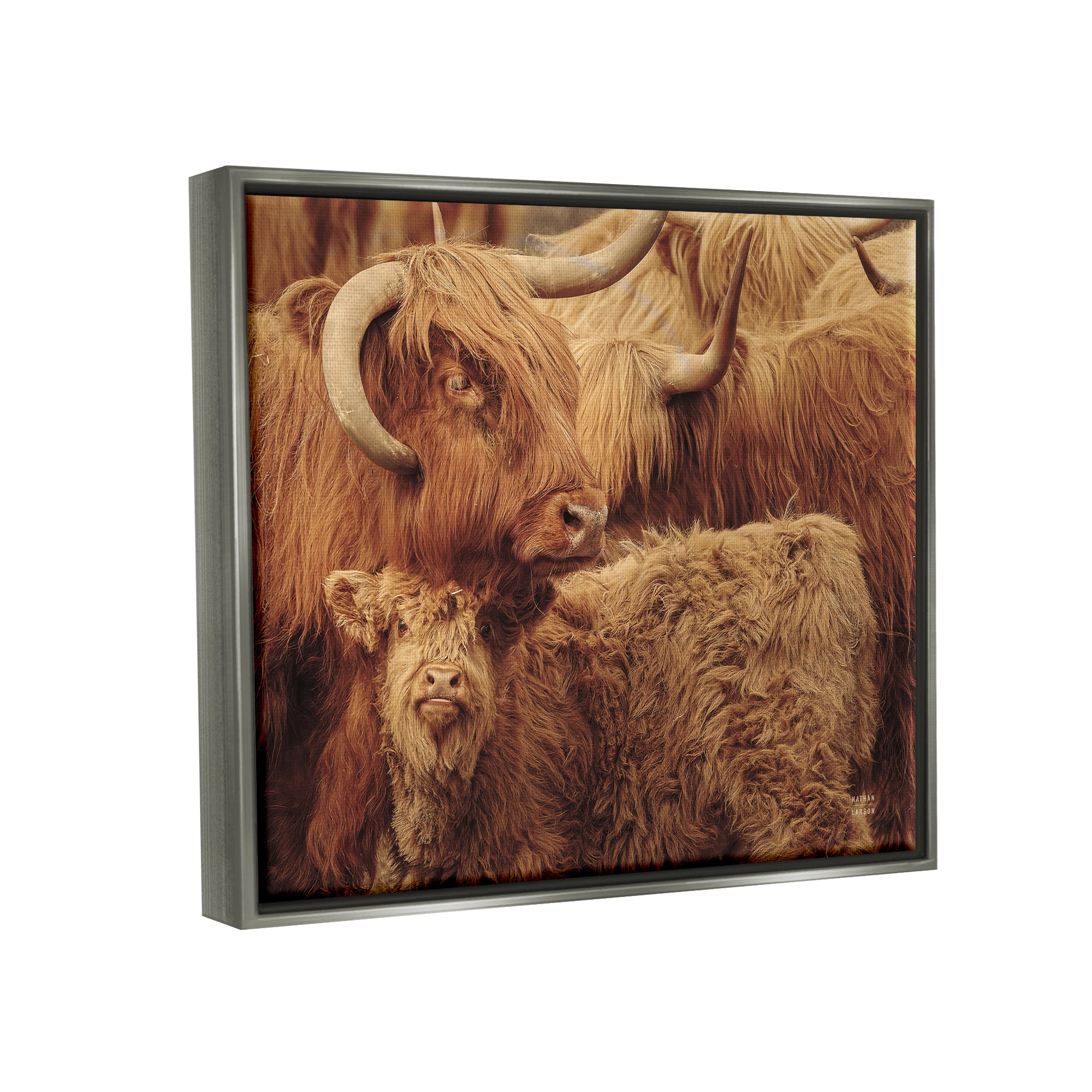Stupell Industries Cattle & Calf Photography Animals & Insects Photography Gray Floater Framed Art Print Wall Art, 31 x 25