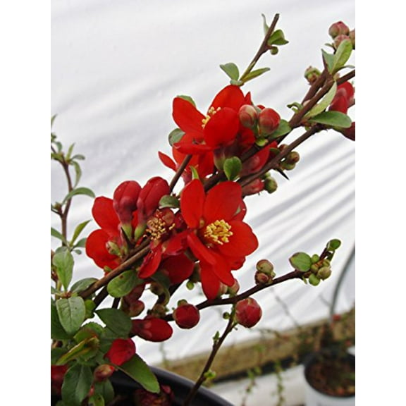 Double Take Scarlet™ Quince