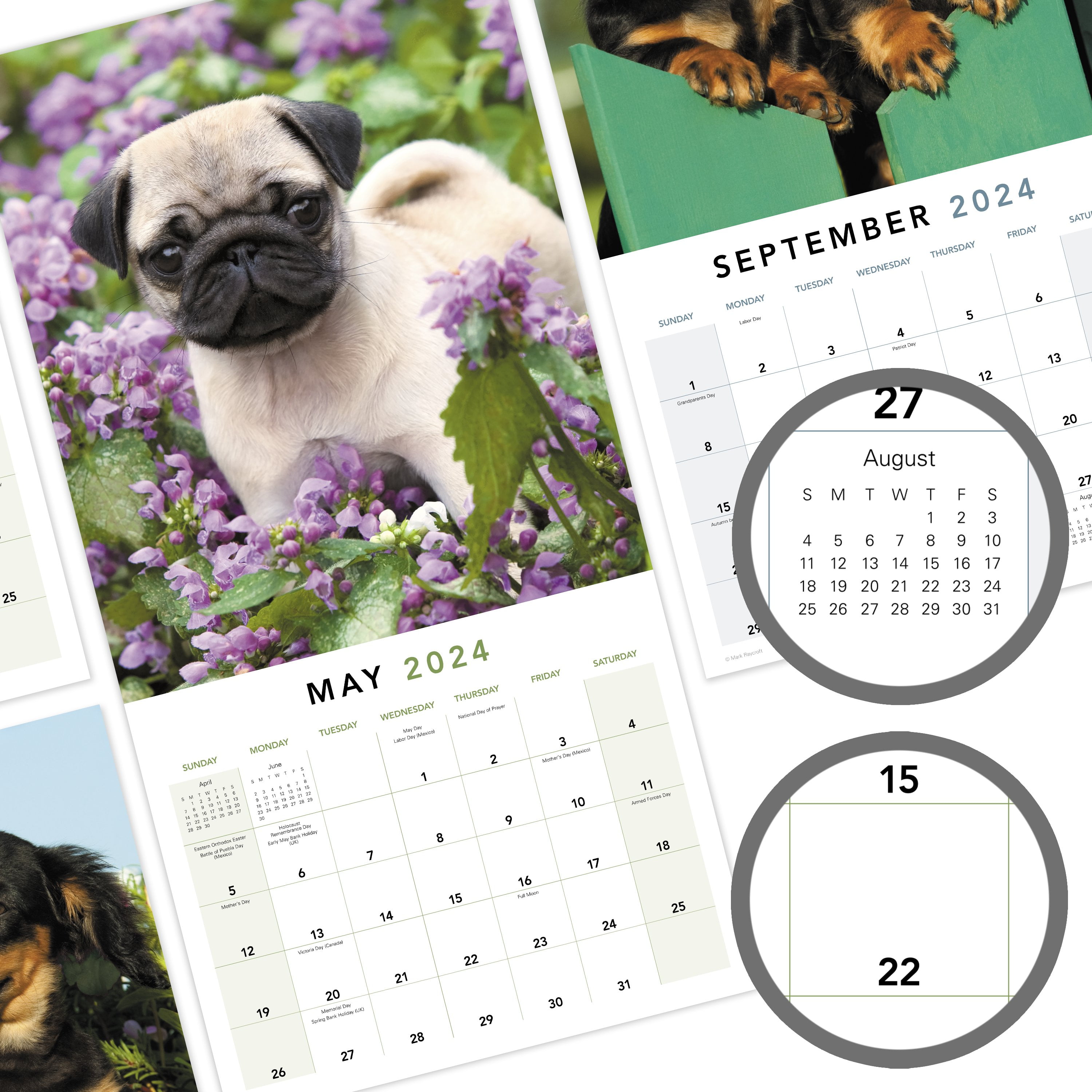 Puppies 2024 Monthly Wall Calendar 12 x 12 - Wall Calendars