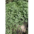 thumbnail image 2 of Green Glow Shamrock 4 Leaf Clover -Trifolium - Indoors or Out - 4" Pot, 2 of 3
