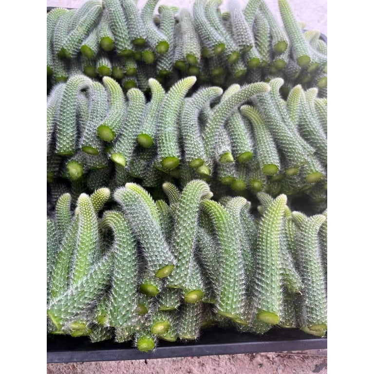 Monkey Tail Cactus cutting popular bundle