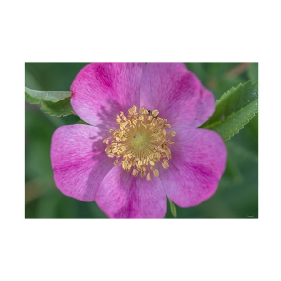 Canvas Wall Art - Gordon Semmens 'Textures 16' Wall Art for Living Room, Bedroom, or Office Décor by Trademark Fine Art - 19 x 12 Inches