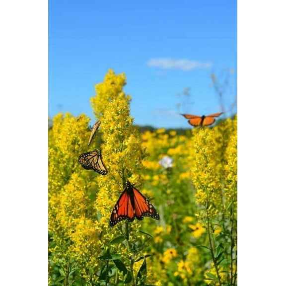 Showy Goldenrod Seeds for Planting - 100  Seeds - Solidago speciosa - Heirloom & Open-Pollinated Variety, Attracts Bees, Non-GMO Pollinator-Friendly Native Wildflower Seeds