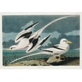 thumbnail image 2 of Audubon, John James 14x11 Gold Ornate Wood Framed with Double Matting Museum Art Print Titled - Tropic Bird, 2 of 4