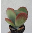 thumbnail image 2 of Kalanchoe Flapjacks Succulents Kalanchoe Thrysiflora, 4" Pot, 2 of 3