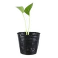 thumbnail image 2 of 100 Set Plant Nursery Pots with Humidity Dome and Drainage Holes-9×9cm-, 2 of 9