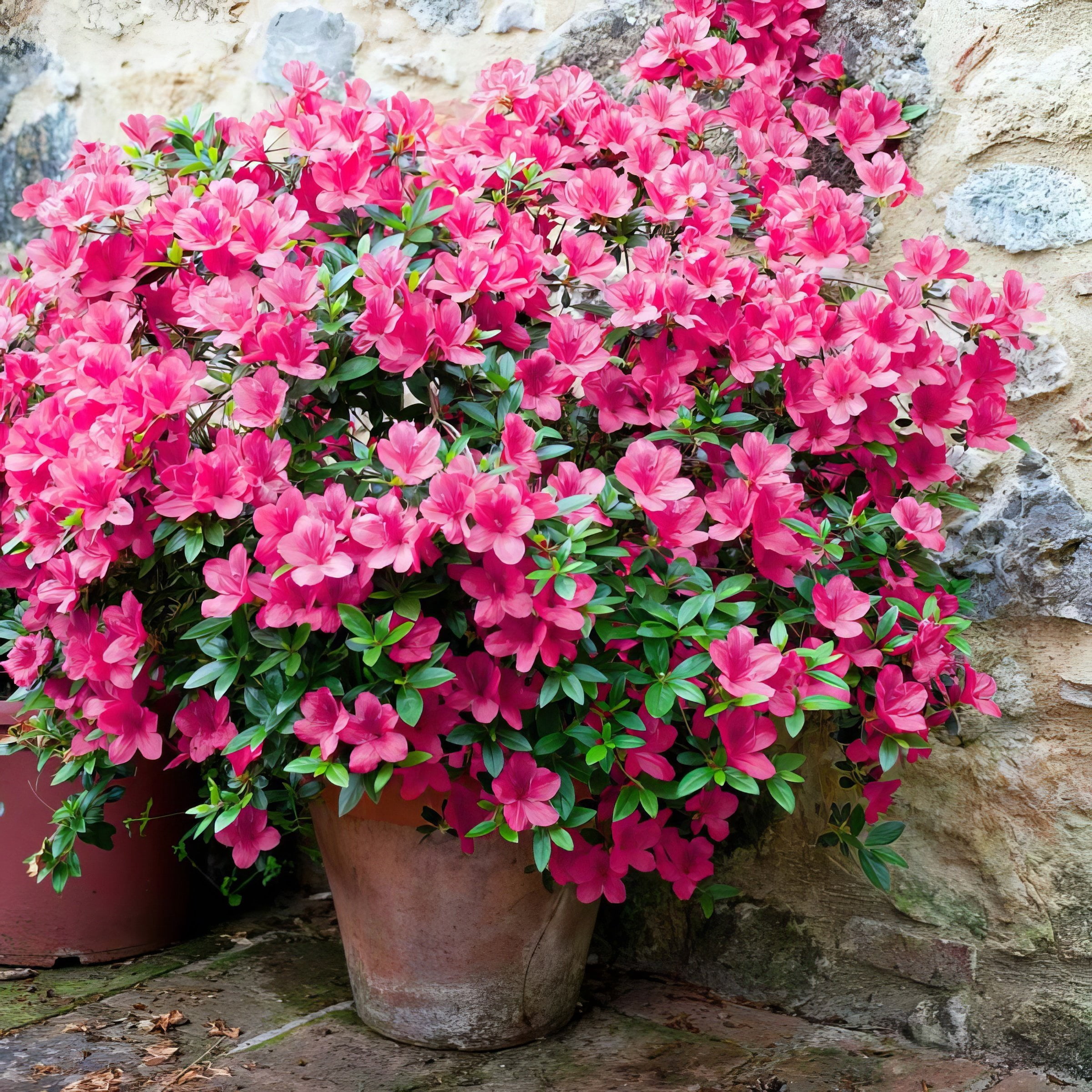 National Plant Network 4 in. Azalea FlorAmore Hot Pink (3-Pack)