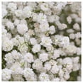 thumbnail image 1 of Everwilde Farms - 1/4 lb Perennial Babys Breath Garden Flower Seeds - Gold Vault Bulk Seed Packet, 1 of 2