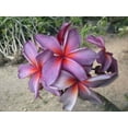 thumbnail image 5 of 5 Purple Red Plumeria Seeds Plants Flower Flowers Perennial Seed 514 US SELLER, 5 of 12