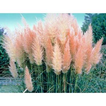 Pink Pampas Grass - Cortaderia selloana rosea - 2.5" Pot