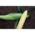 thumbnail image 2 of "Latte Bicolor" Hybrid Sweet Corn Seeds, 25 Seeds Per Packet, Non GMO Seeds, 2 of 5