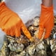 thumbnail image 5 of Guantes desechables TitanFlex ThorGrip Heavy Duty de nitrilo naranja, 5 of 7