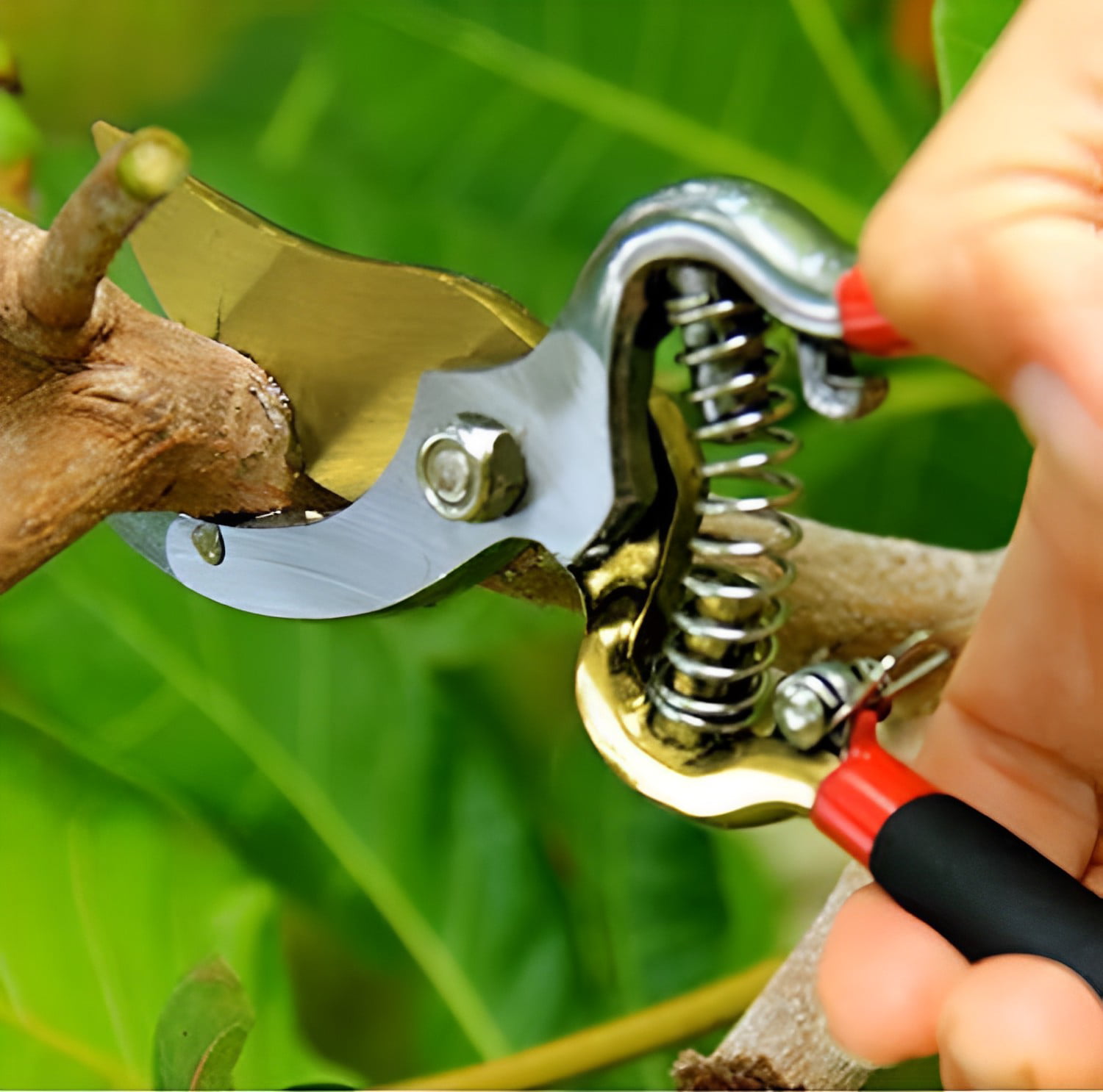 Garden Guru Soft Grip Garden Pruning Shears Scissors Clippers - Hardened Titanium Blades - Comfort Grips – Heavy Duty Bypass Hand Pruners Branch