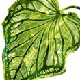 thumbnail image 3 of Miller, Melonie 12x12 Black Modern Framed Museum Art Print Titled - Tropical Palm III, 3 of 5