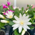 thumbnail image 2 of White Easter Cactus Plants 4-8 Inch, Drought Tolerant Easter Cactus Plant Live for Indoor Planting, 2 of 5