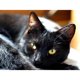 thumbnail image 1 of Taladro Pintura Diamante (DF3437) 5D DIY Kits de bordado de punto de cruz de gato completo (m769) 50x70cm FLhrweasw Nuevo, 1 of 1