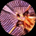 thumbnail image 2 of AmScope PS200A Anatomy Pathology Botany Prepared Microscope Slides, 2 of 4