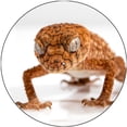 thumbnail image 1 of Slipmat Slip Mat Scratch Pad Felt for any 12" LP DJ Vinyl Turntable Record Player Custom Graphical - Gecko 2, 1 of 1