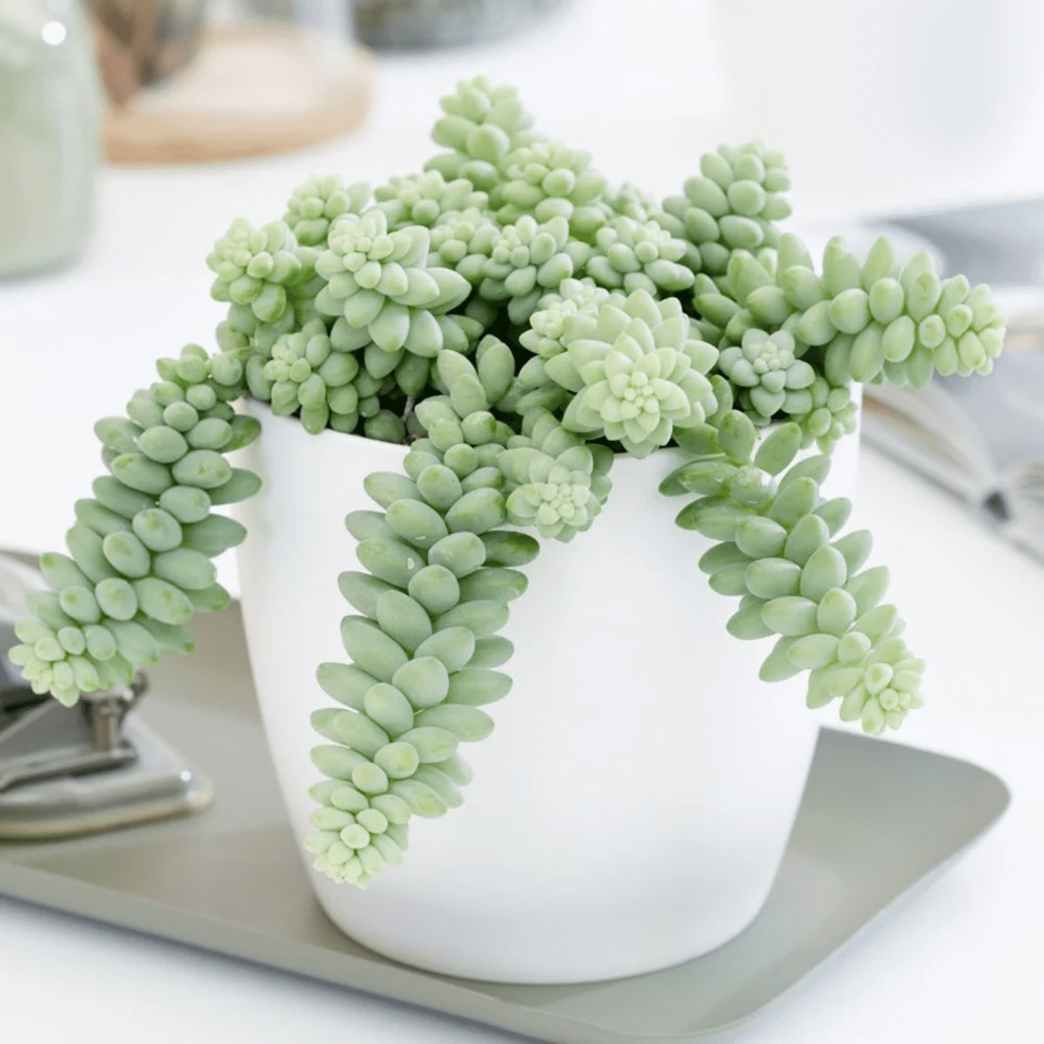 Donkey's Tail  Succulent Plant Live, Trailing Sedum Succulent Hanging Plant, 2" Pot, Indoor Outdoor Houseplant