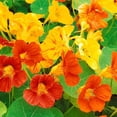 Nasturtium Plants Live 4 6 Inches 2 Plants Per Pot Live Trailing nasturtium-plants-live-4-6-inches-2-plants-per-pot-live-trailing