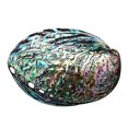 thumbnail image 1 of Natural Abalone Seashell Peeled Conch Incense Holder Crafts For Office Decor, 1 of 5