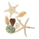 thumbnail image 4 of 7pcs Frigorífico Pegatinas Calcomanías magnéticas Conchas Coster Conch Forma Parches (estilo aleatorio), 4 of 7