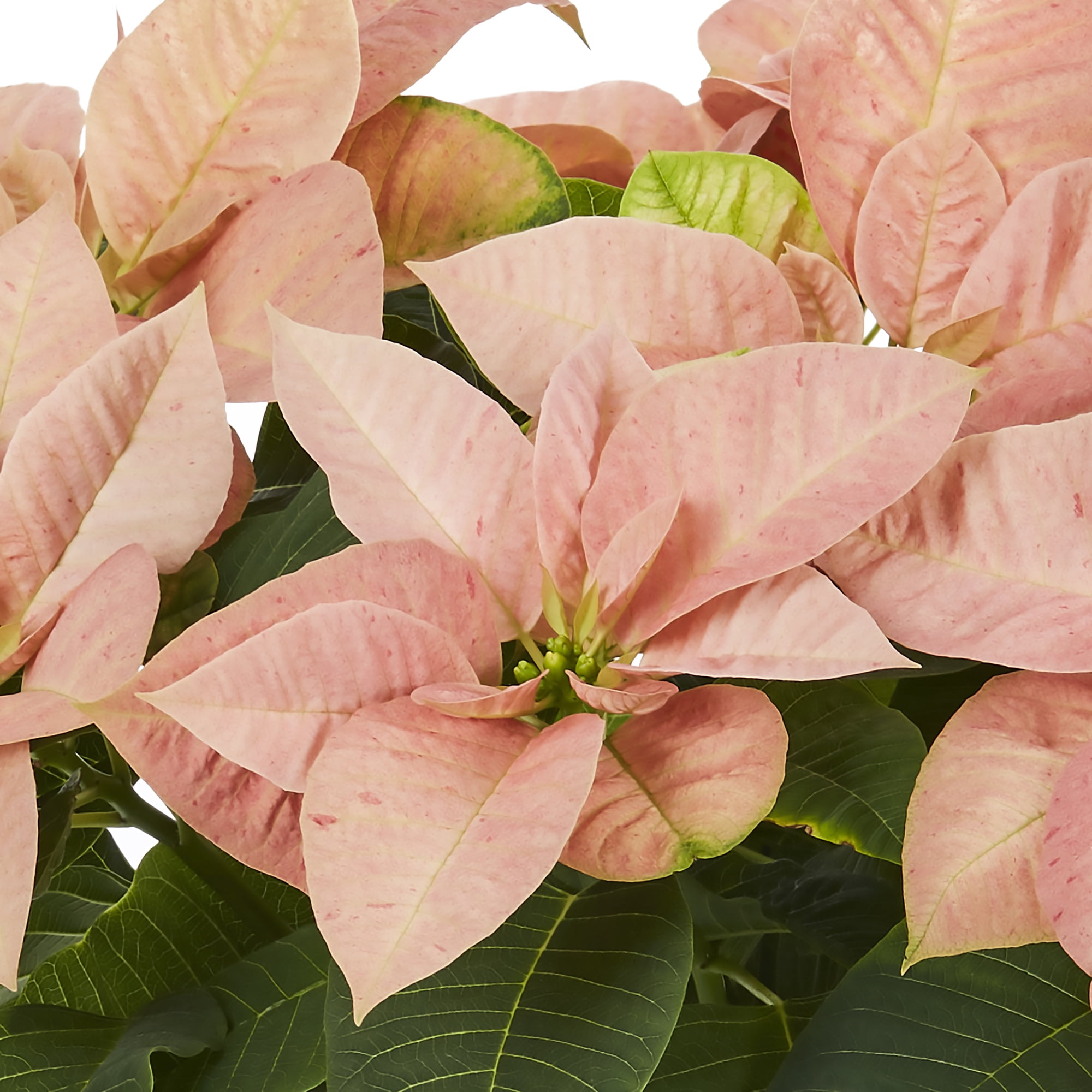 Expert Gardener 2QT Orange Poinsettia Live Houseplant Champagne Foil Cover Indirect Sunlight 3 Pack