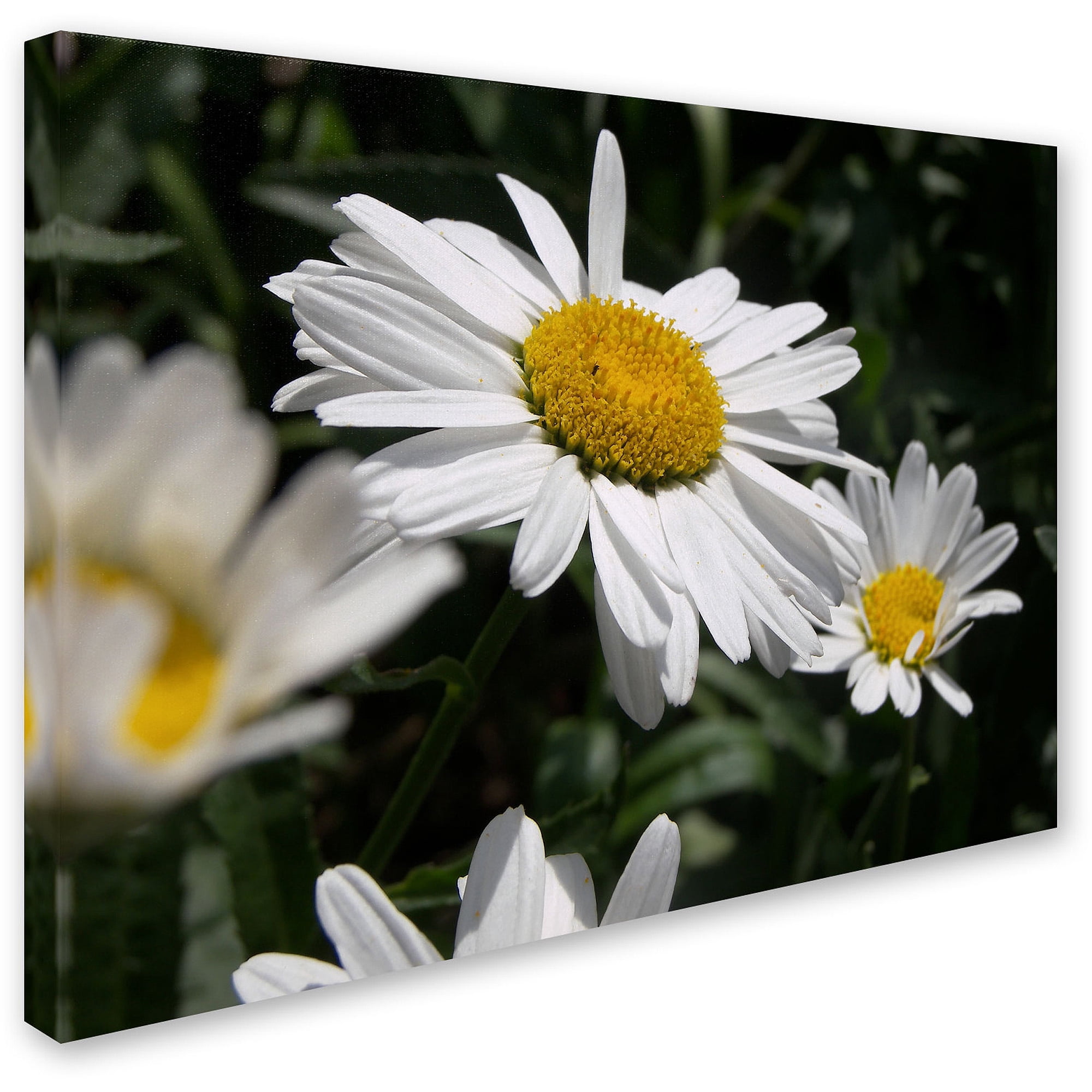 Trademark Fine Art "Dominating Beauty" Canvas Art by Monica Fleet