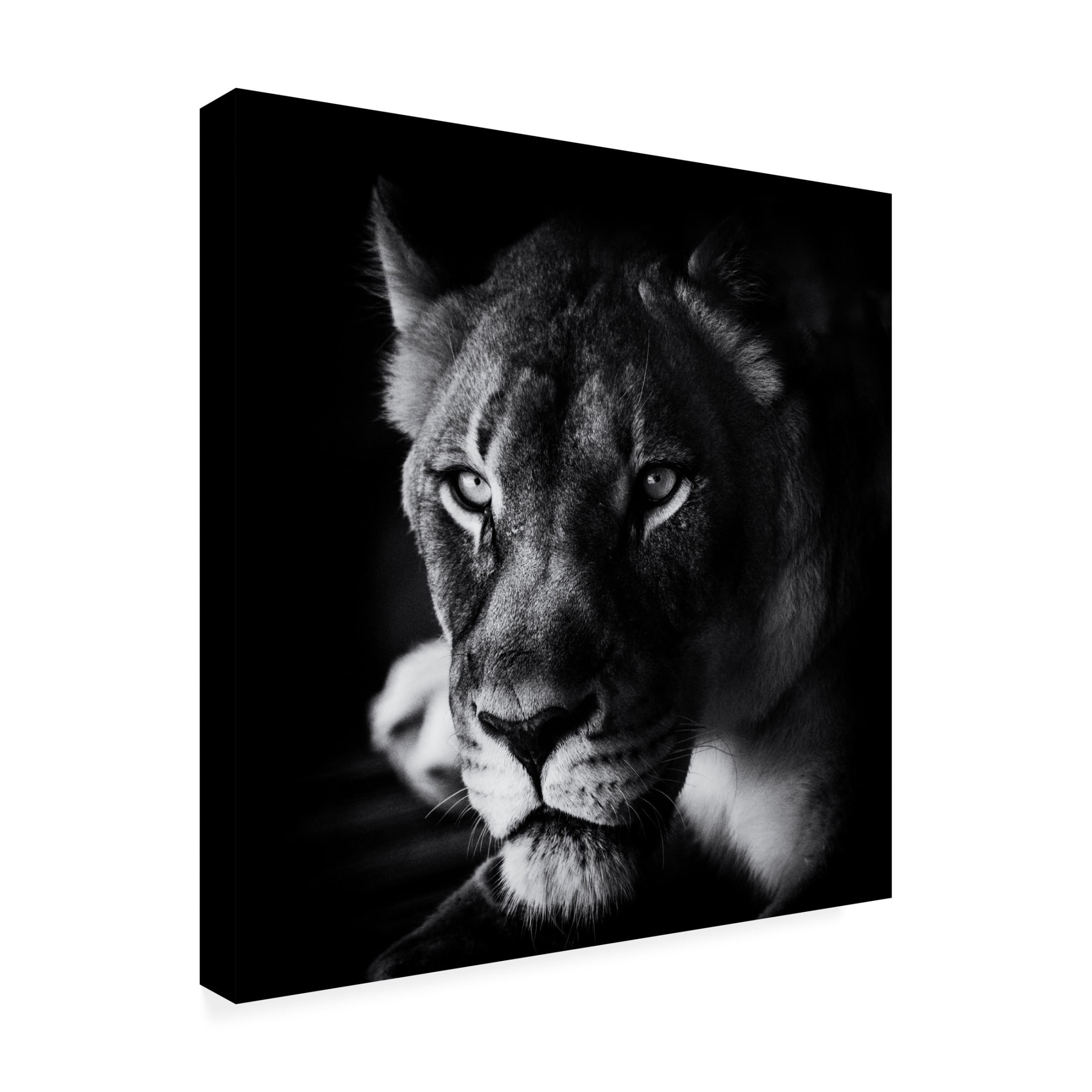 Canvas Wall Art - Jerry Berry 'The Look' Wall Art for Living Room, Bedroom, or Office D?cor by Trademark Fine Art - 35 x 35 Inches