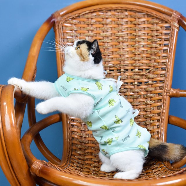 Ropa de rehabilitación para mascotas (XL), ropa postoperatoria, cirugía para gatos, traje de recuperación, accesorios antilamer para cachorros, perros pequeños y gatos