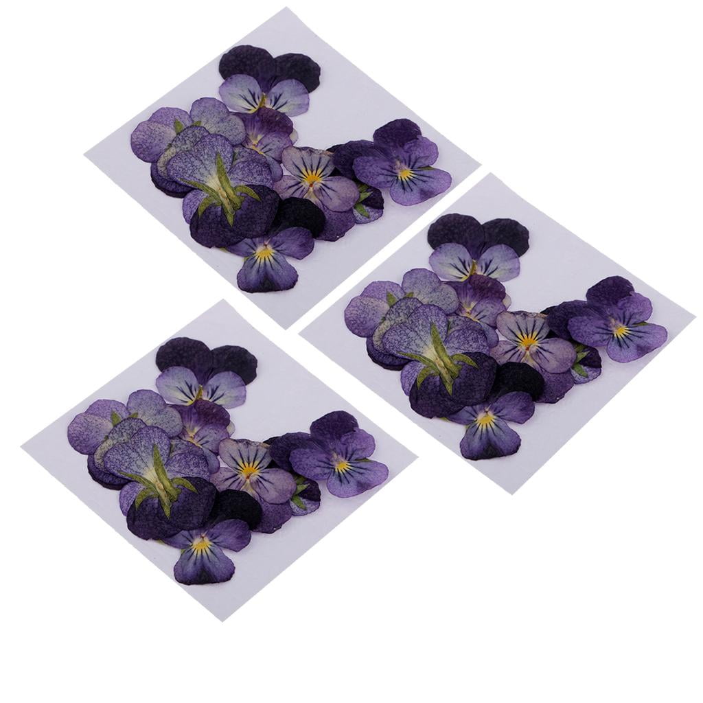 36 pièces de vraies fleurs pressées naturelles fleurs séchées fleur violette  | Walmart Canada