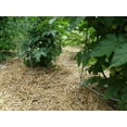 thumbnail image 3 of Premium Organic 100% Natural Straw for Animal Bedding, Garden Mulch, Compost & Fertilizer, and Grass Cover (4 lbs), 3 of 11