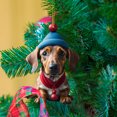 thumbnail image 3 of KCEHTA Dachshund Christmas Ornaments, Dachshund Ornaments for Christmas Tree, Acrylic Dachshund Pendant Christmas Hanging Ornament Cute Dachshund Dog Xmas Tree Decorations for Dog Lovers, 3 of 6