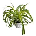 Bonnie Curly Spider Plant, Variegated Curly Leaves, Easy to care and