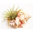 thumbnail image 3 of 2-Pack: Air Plant in Pink Murex Shell - Complete Set for Beach House Decor / Dorm Room, 3 of 4