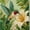 Green Hummingbird christmas pearl diamond painting, variant on Hummingbird Branch DIY Framed Pearl Painting Kit, Special Shaped Drill Diamond Art Painting Kit, Pearl Gem Art, 20x20cm