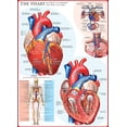 thumbnail image 2 of EurographicsPuzzles Science - le Coeur - puzzle - 1000 Pièces, 2 of 2