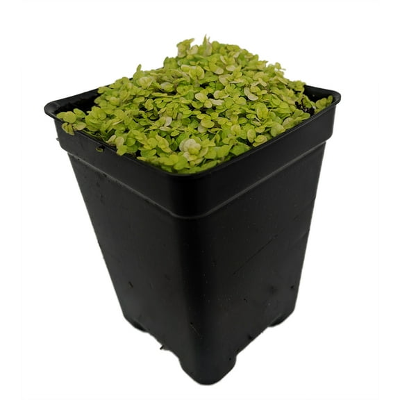 Golden Baby Tears Plant - 2.5" Pot - Helxine - Terrarium/Fairy Garden/Houseplant