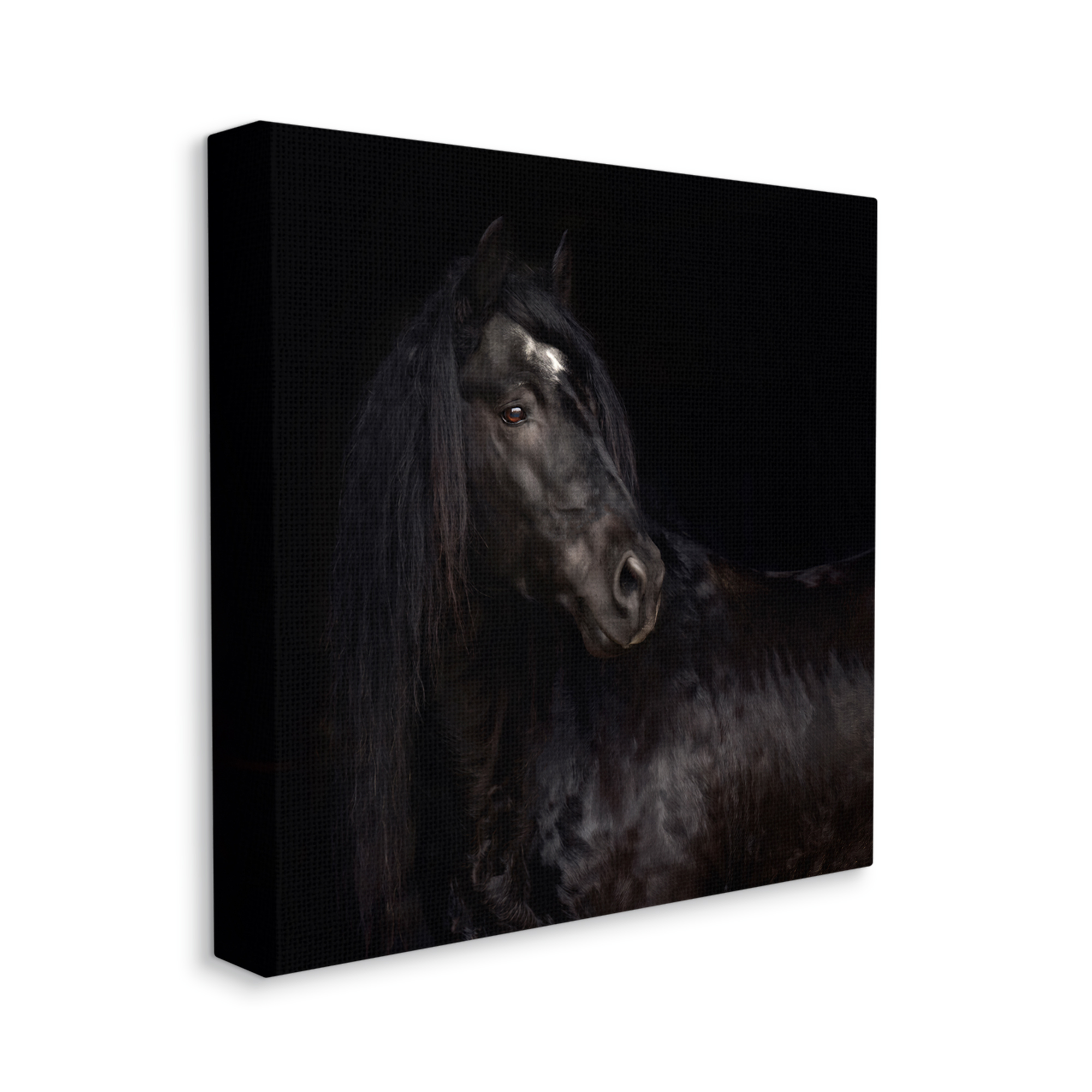 Stupell Industries Elegant Black Stallion Animals & Insects Photography Gallery Wrapped Canvas Art Print Wall Art, 30 x 30