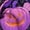 Dark Purple_#72, variant on Women's Women's Zip Up Hoodie with Halloween Print Loose Long Sleeve Lightweight Casual Sweatshirt Outerwear with Pockets for Fall Winter Everyday Wear and Weekend Lounging Ginger_#3910