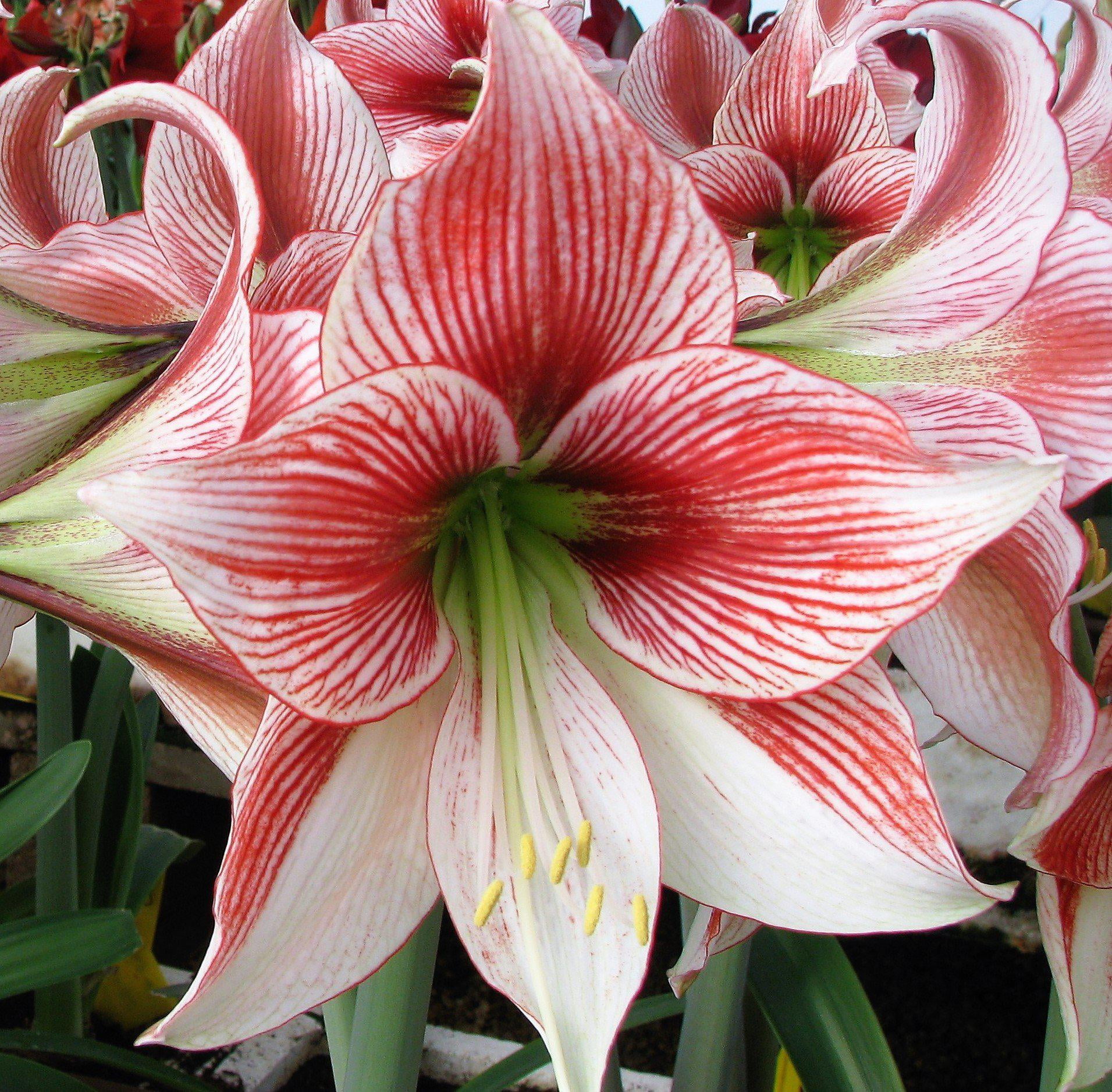 Amaryllis Glee (1 pack) Bulb, Multicolor Flowers Professional Growers from Easy to Grow