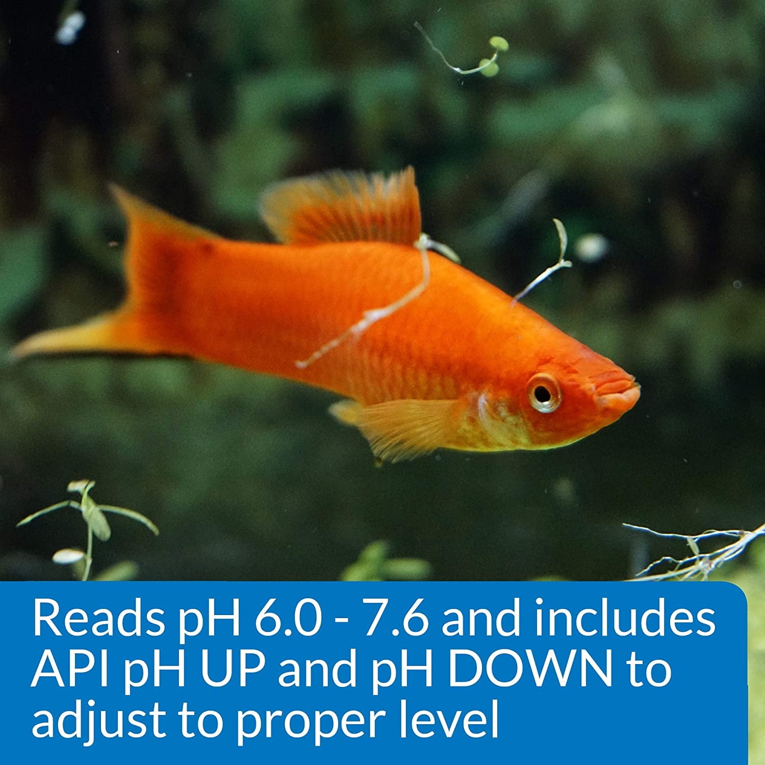 API pH Test and Adjuster Kit for Freshwater Aquariums [Aquarium pH Treatments, Aquarium Water Test Kits, Aquarium Supplies] 3 count
