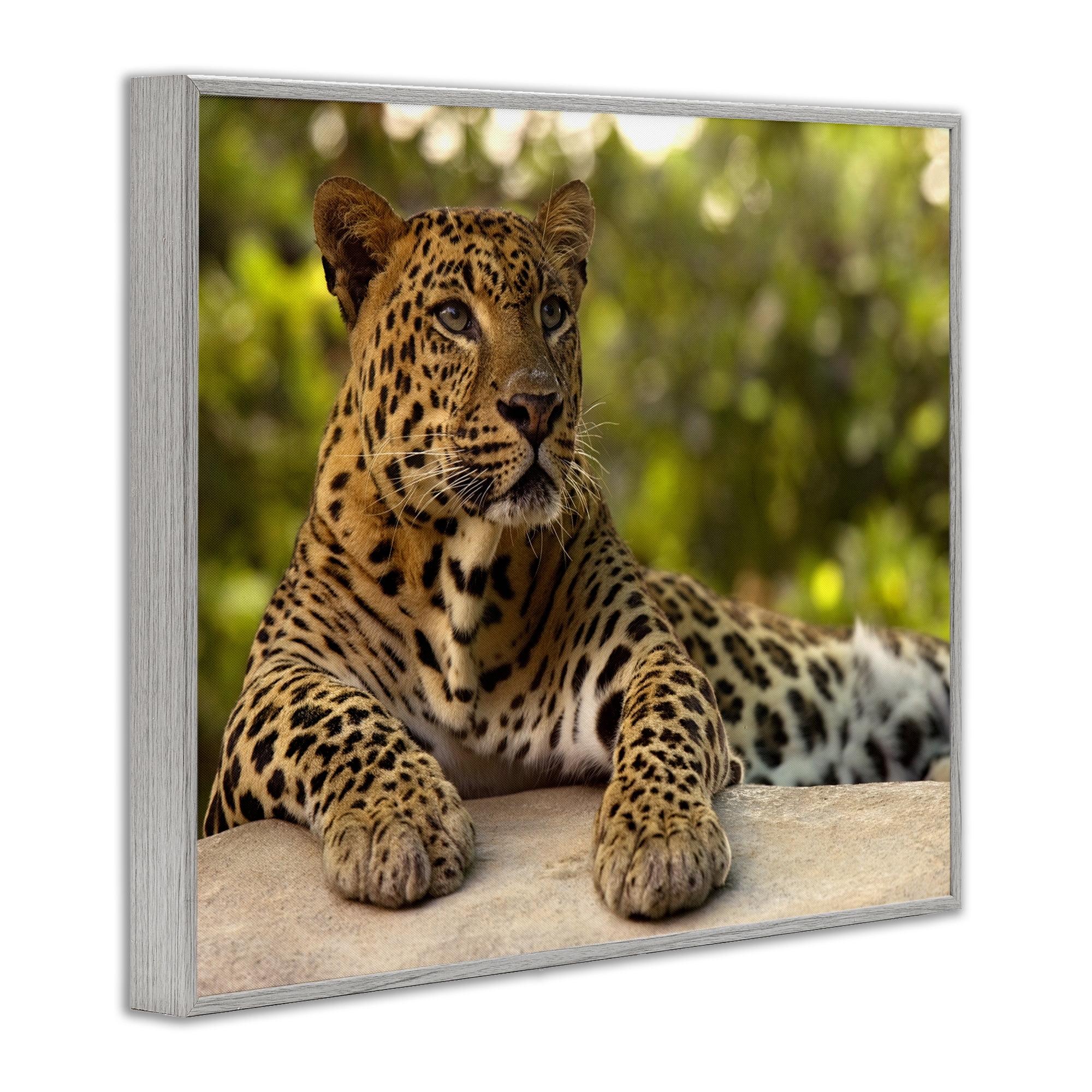 Leopard Gazing Relaxation Gray Framed Giclee Art, design by MJ Photography