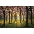 thumbnail image 2 of Podt, Martin 24x17 White Modern Wood Framed Museum Art Print Titled - Cherry Trees in Morning Light I, 2 of 4